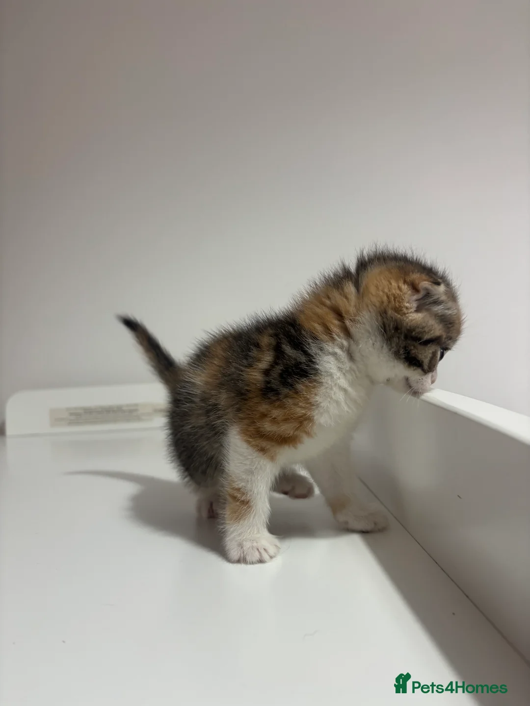 Scottish Fold cats for sale: Scottish fold straight and folded ears - Advert 8