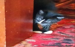 Mixed Breed cats for sale: Adorable kittens looking for loving homes - Image 10