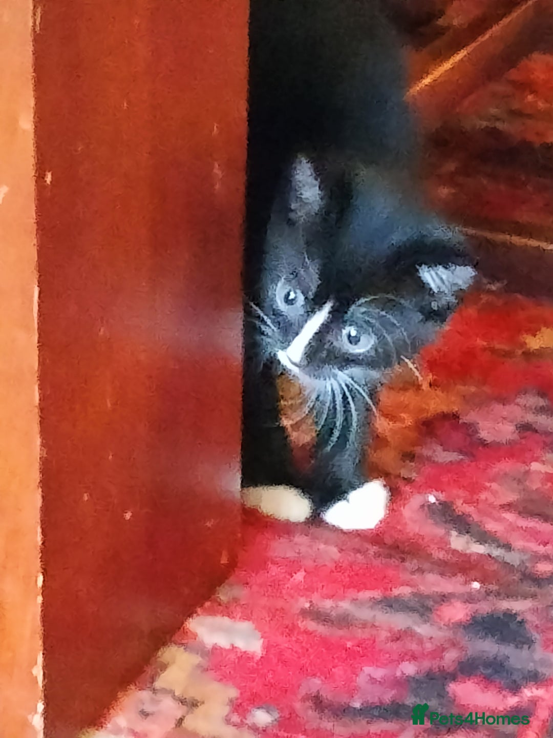 Mixed Breed cats for sale: Adorable kittens looking for loving homes - Image 10
