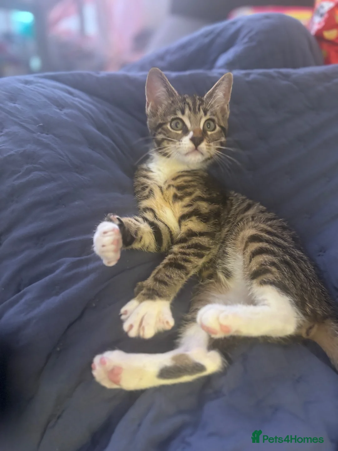 Mixed Breed cats for sale: Little bengal mix girl  - Advert 5