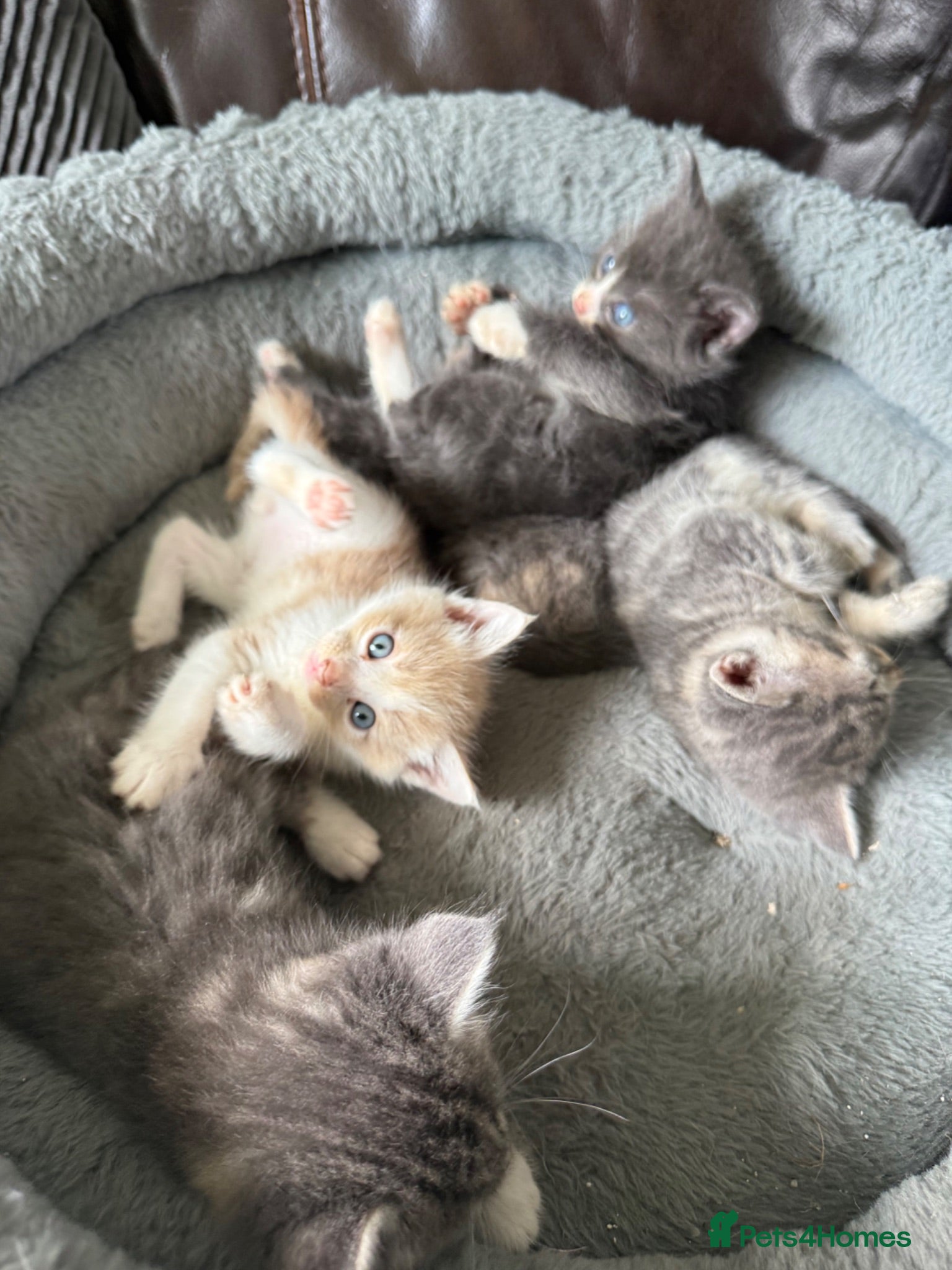 Mixed Breed cats Tammy surridge  - Advert 1