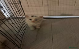 Ragdoll cats for sale: Ragdoll x British short hair kittens for sale  - Image 8
