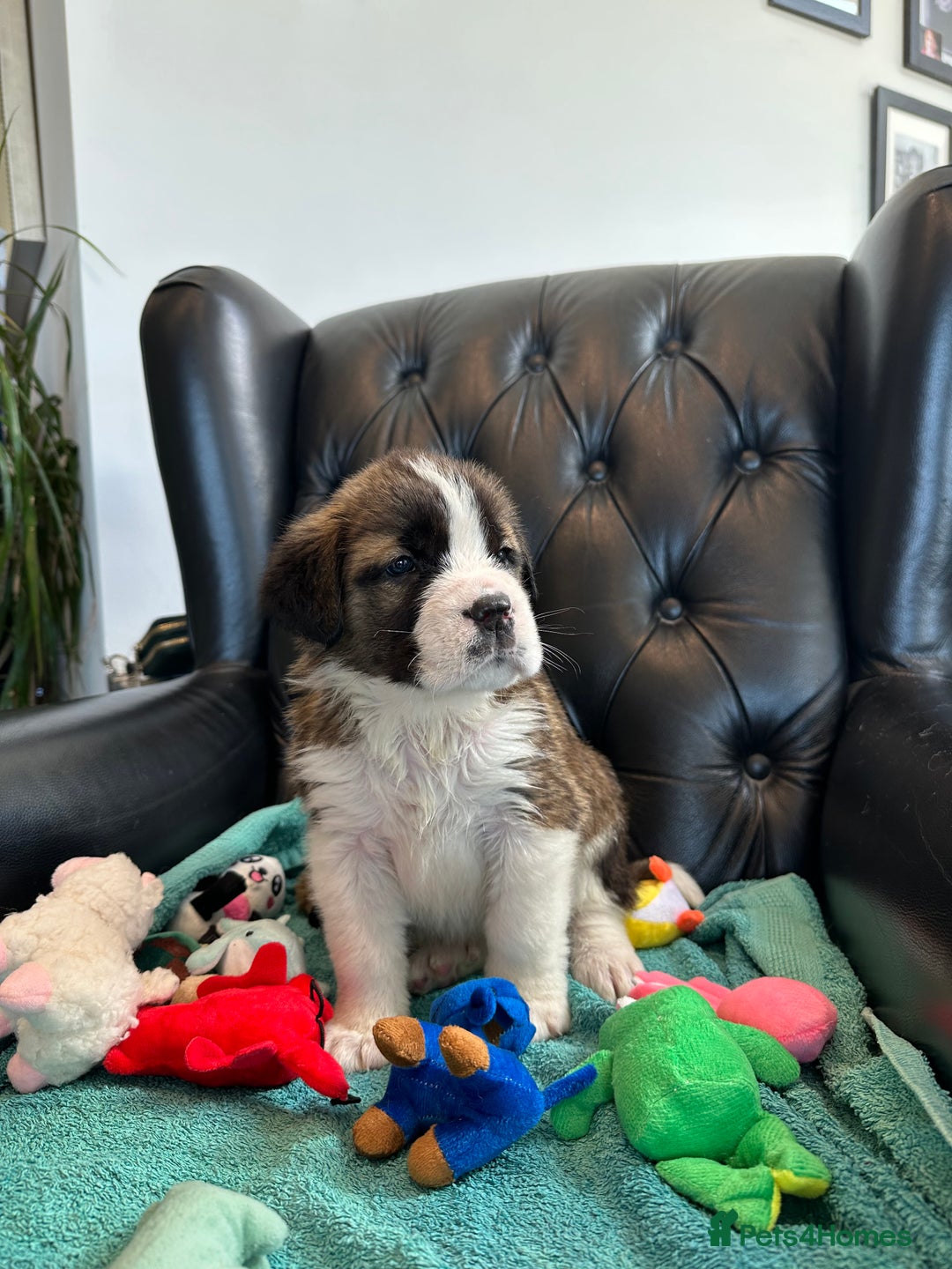 Saint Bernard dogs for sale: KC Registered St. Bernards For Sale! - Image 20