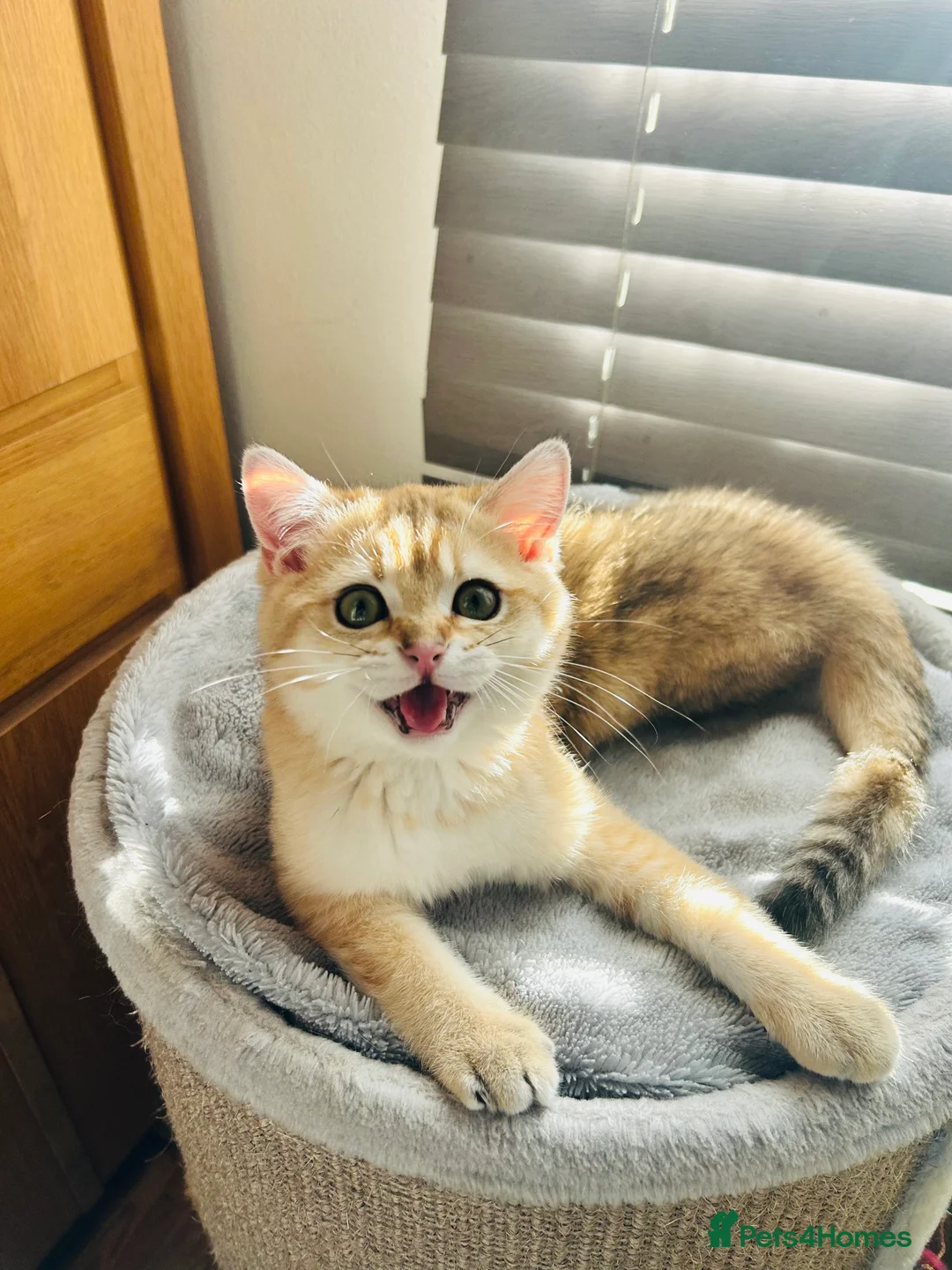 Scottish Fold cats for sale: Beautiful Golden Chinchilla kittens  - Advert 13