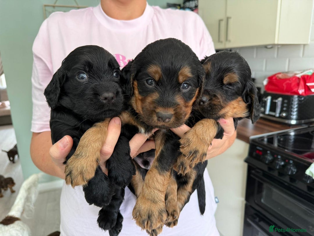 Sprocker dogs for sale: Last gorgeous Sprocker boy remaining  - Image 13