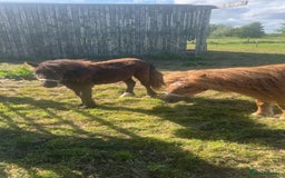 Shetland pony horses for sale: Shetland ponys  - Image 2