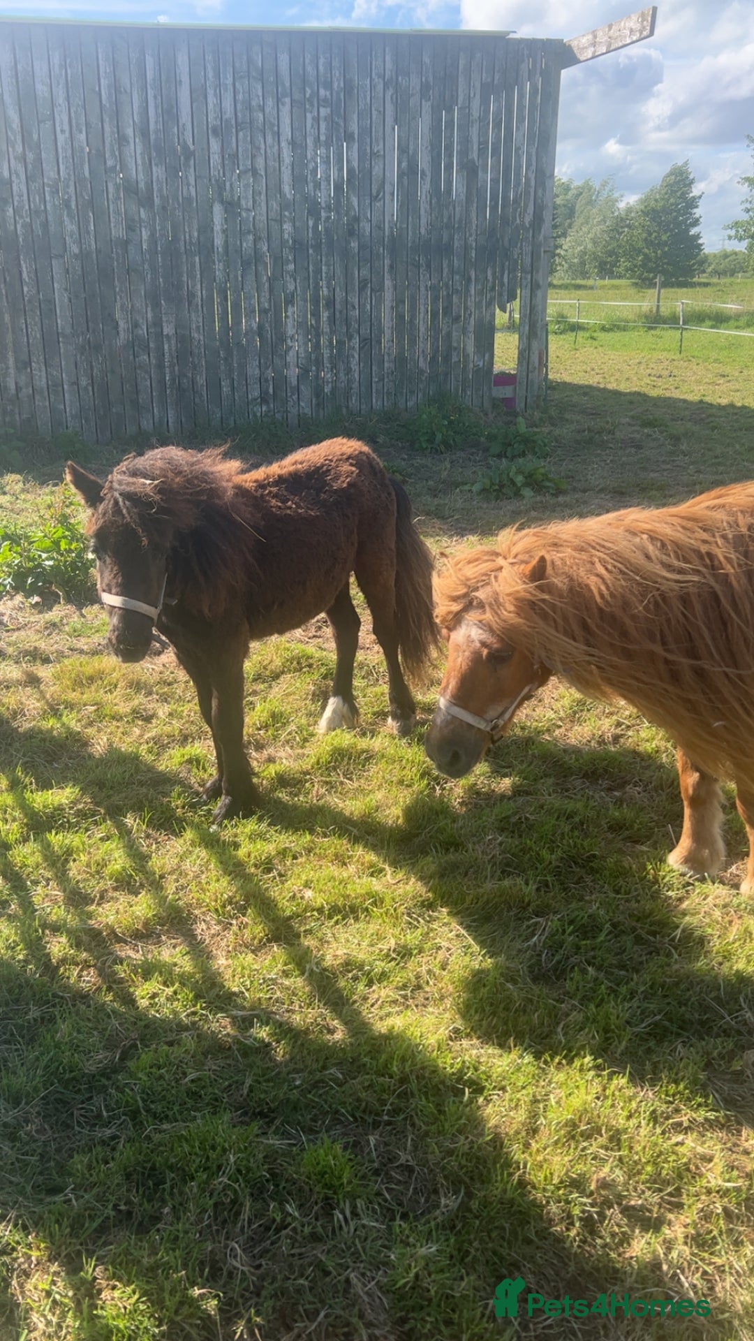 Shetland pony horses for sale: Shetland ponys  - Image 2