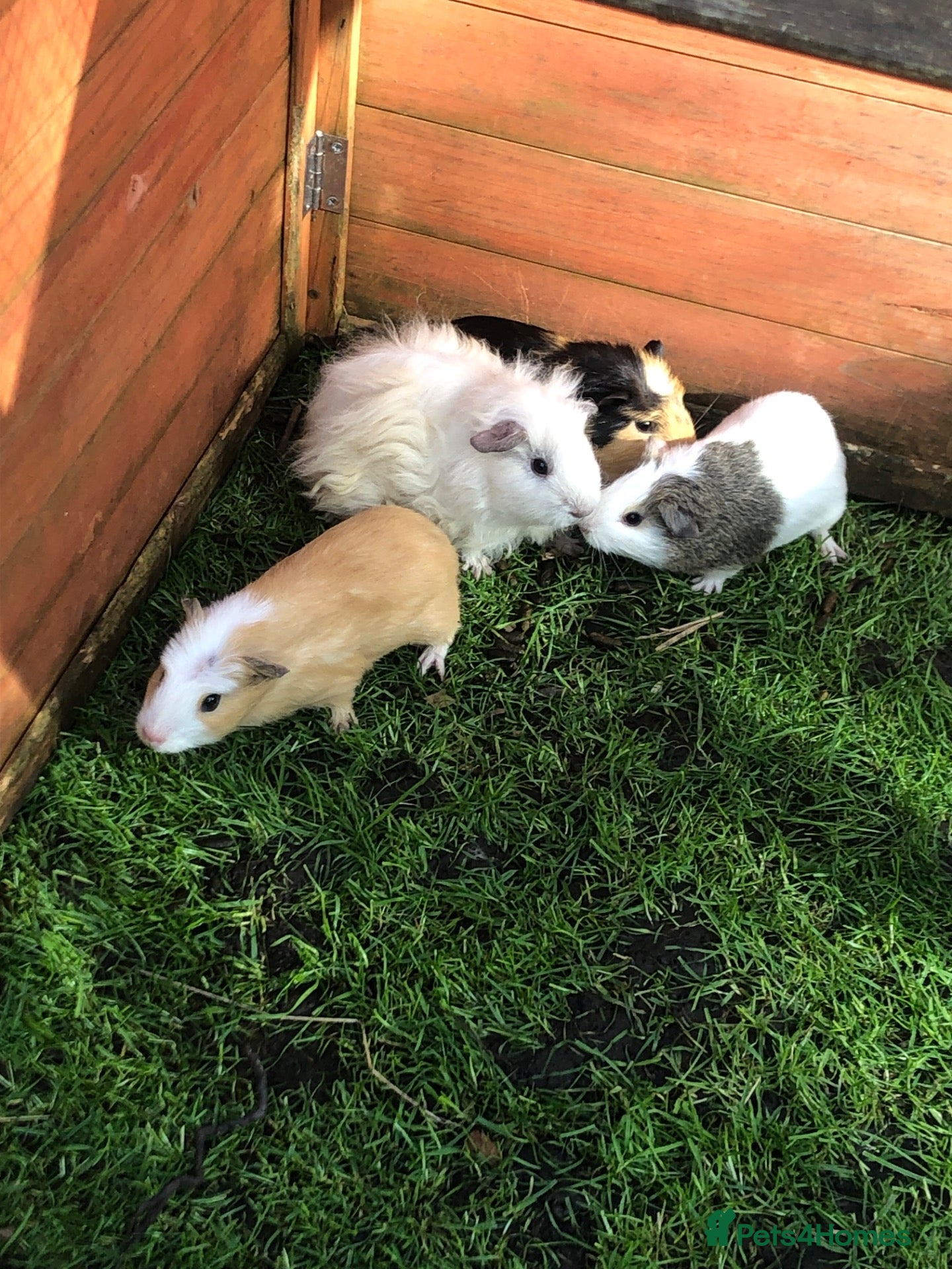 Guinea Pig rodents Male and femaleteddie, Swiss, shelti, short haired - Advert 4