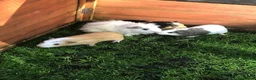 Guinea Pig rodents for sale: Baby Male and female Swiss, shelti, short haired - Advert 1