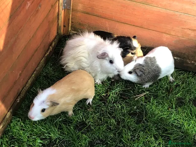 Guinea Pig rodents for sale: Bonded Baby Male and female Shelti, Swiss haired - Advert 1