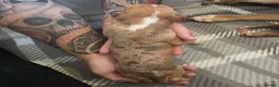 Mixed Breed dogs for sale: Staffy x American Bulldog Puppies - Advert 18