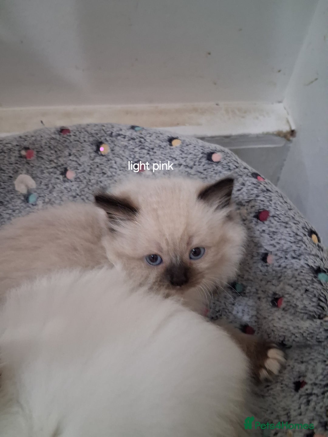 Ragdoll cats for sale: 3 Beautiful ragdoll girls ready  - Image 9