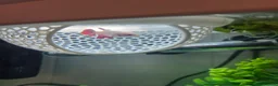 Bettas fish for sale: 5 Female Juvinile Bettas - Advert 2