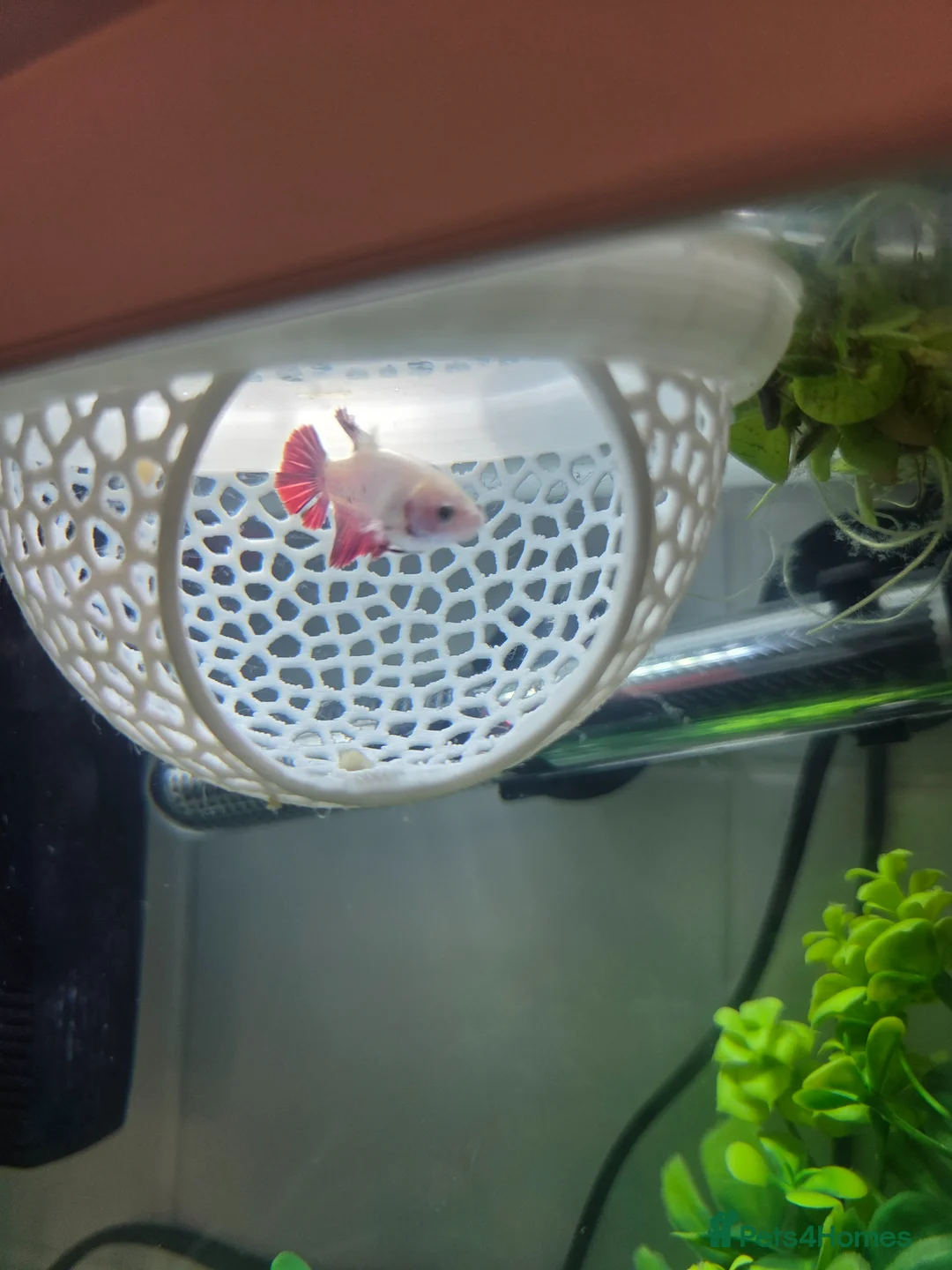 Bettas fish for sale: 5 Female Juvinile Bettas - Advert 2