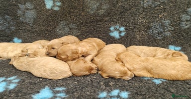 Goldendoodle dogs - Advert 13