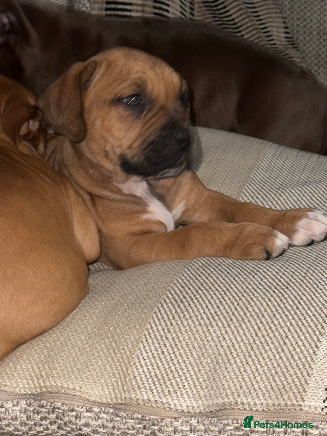 Mixed Breed dogs for sale: Ddb x cane corso - Advert 13