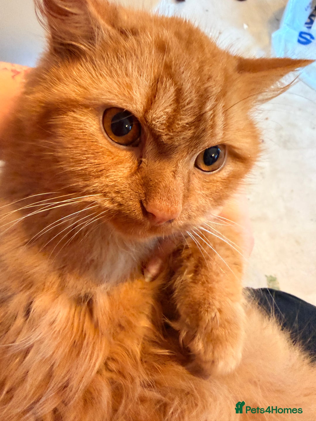 Mixed Breed cats for sale: 2 7 month old kittens - Advert 1