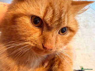 Mixed Breed cats 2 7 month old kittens - Advert 11