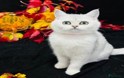 British Shorthair cats for sale: Tica British short hair kittens  - Image 15