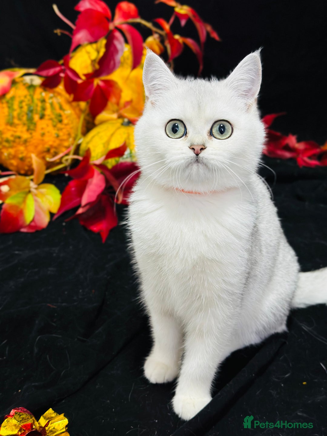 British Shorthair cats for sale: Tica British short hair kittens  - Image 15