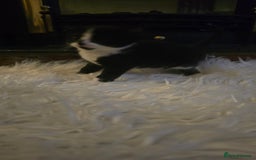 European cats for sale: beautiful kittens - Image 4