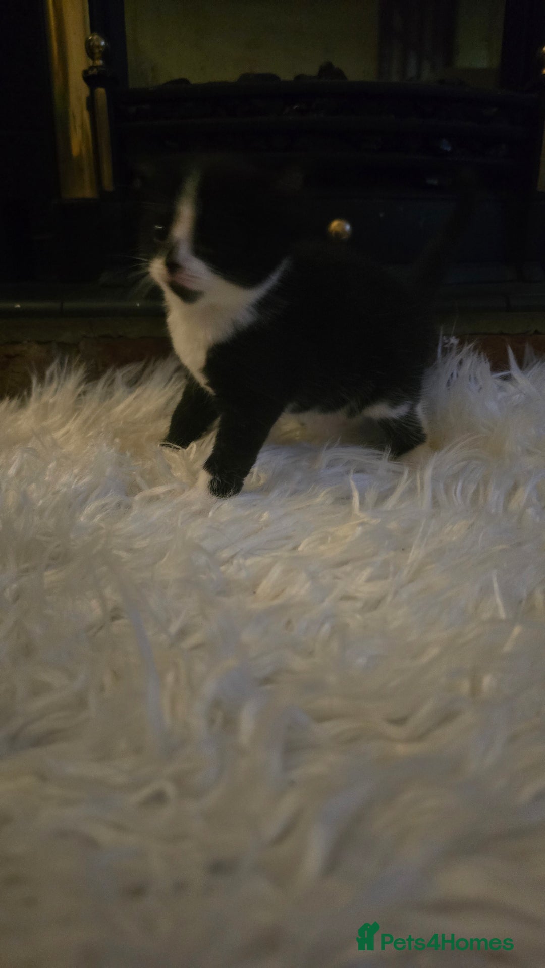 European cats for sale: beautiful kittens - Image 4