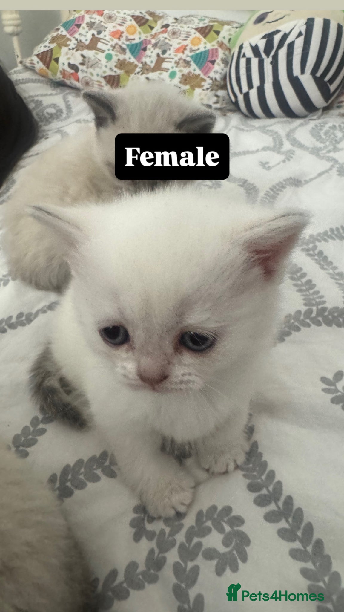 Mixed Breed cats for sale: Lovely British and Scottish short hair kittens in Wigston - Advert 6