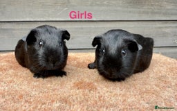 Guinea Pig rodents for sale: Updated - Various breeds - pairs/single - Image 2