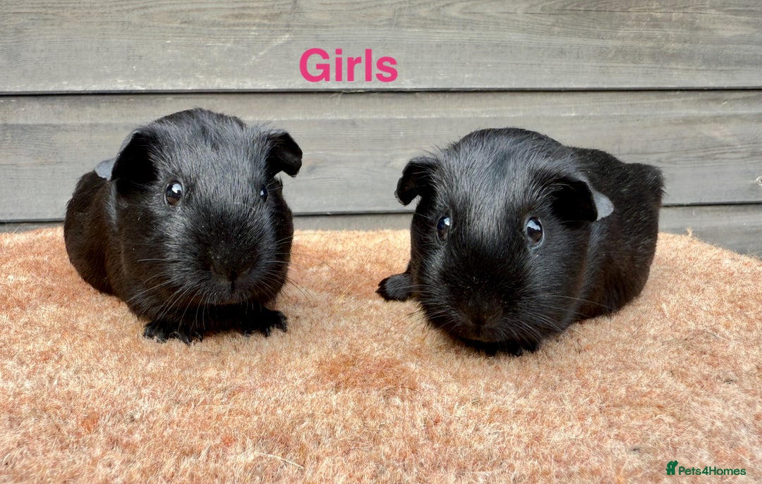Guinea Pig rodents for sale: Updated - Various breeds - pairs/single - Image 2