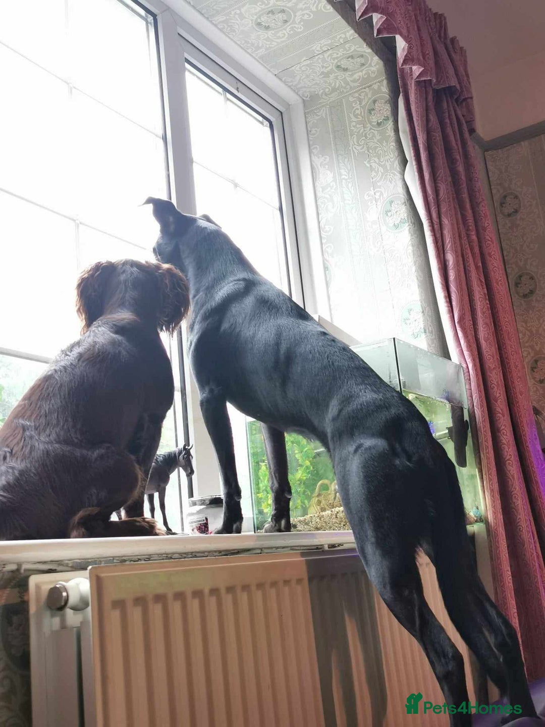 Lurcher dogs for sale: Gorgeous Lurcher pup!  - Image 10