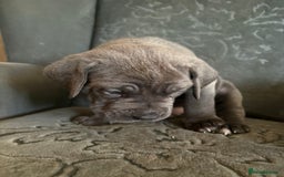 Cane Corso dogs for sale:  Pure breed Cane Corso  Puppies Looking for Homes  - Image 18