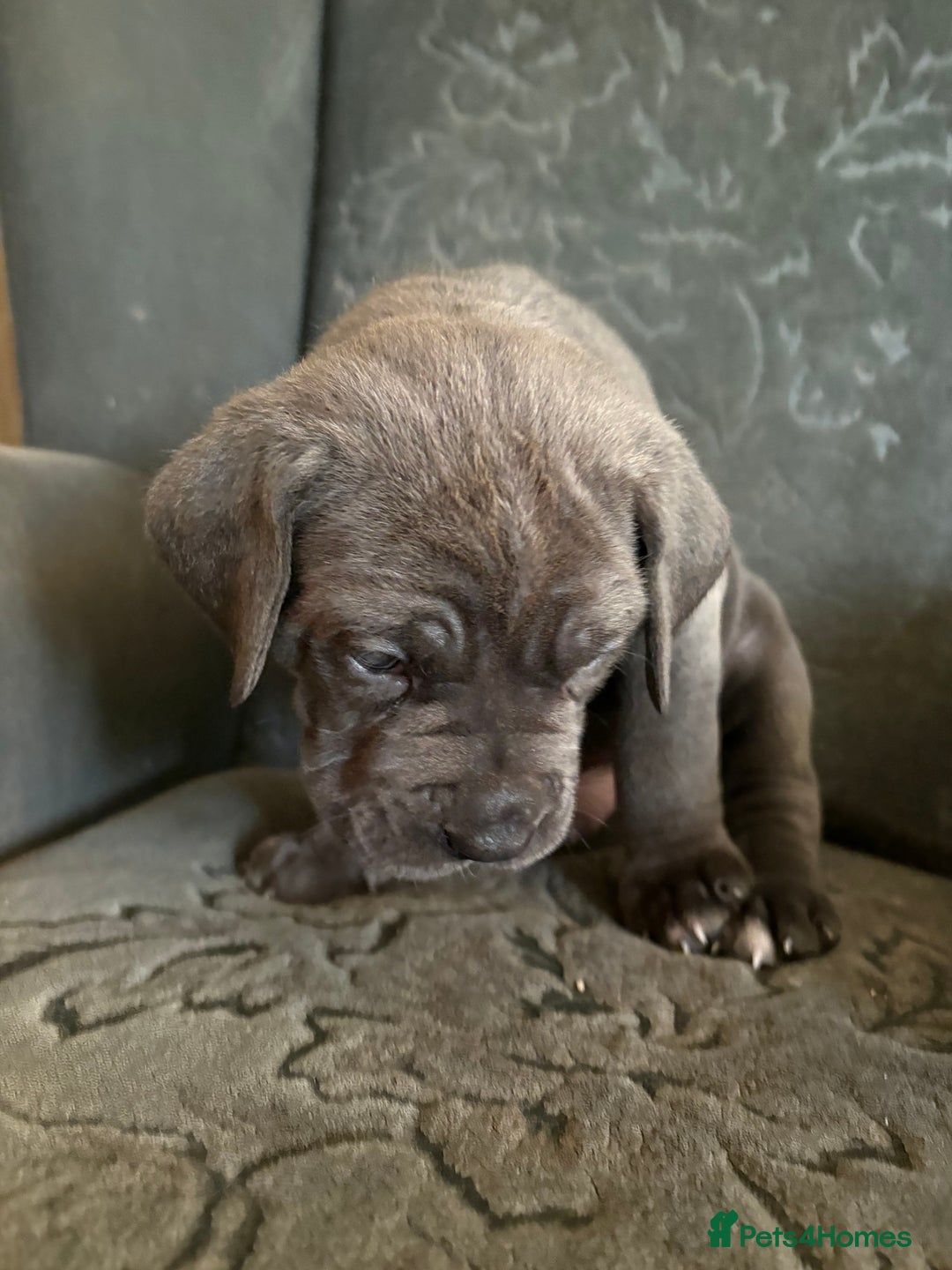Cane Corso dogs for sale:  Pure breed Cane Corso  Puppies Looking for Homes  - Image 18