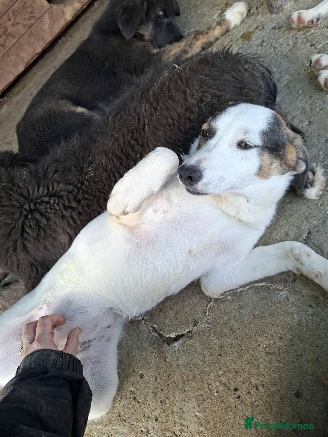 Mixed Breed dogs for adoption: Carrie - Stowmarket Suffolk  - Image 6