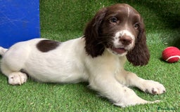 English Springer Spaniel dogs for sale: English springer spaniel - Image 1