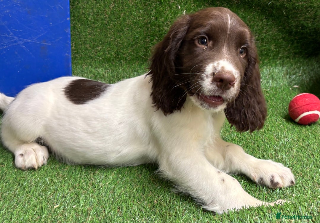 English Springer Spaniel dogs for sale: English springer spaniel - Image 1