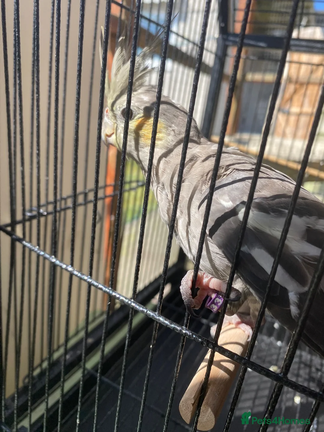 Cockatiels birds for sale: Cockatiels x5 12 weeks old.  - Advert 2