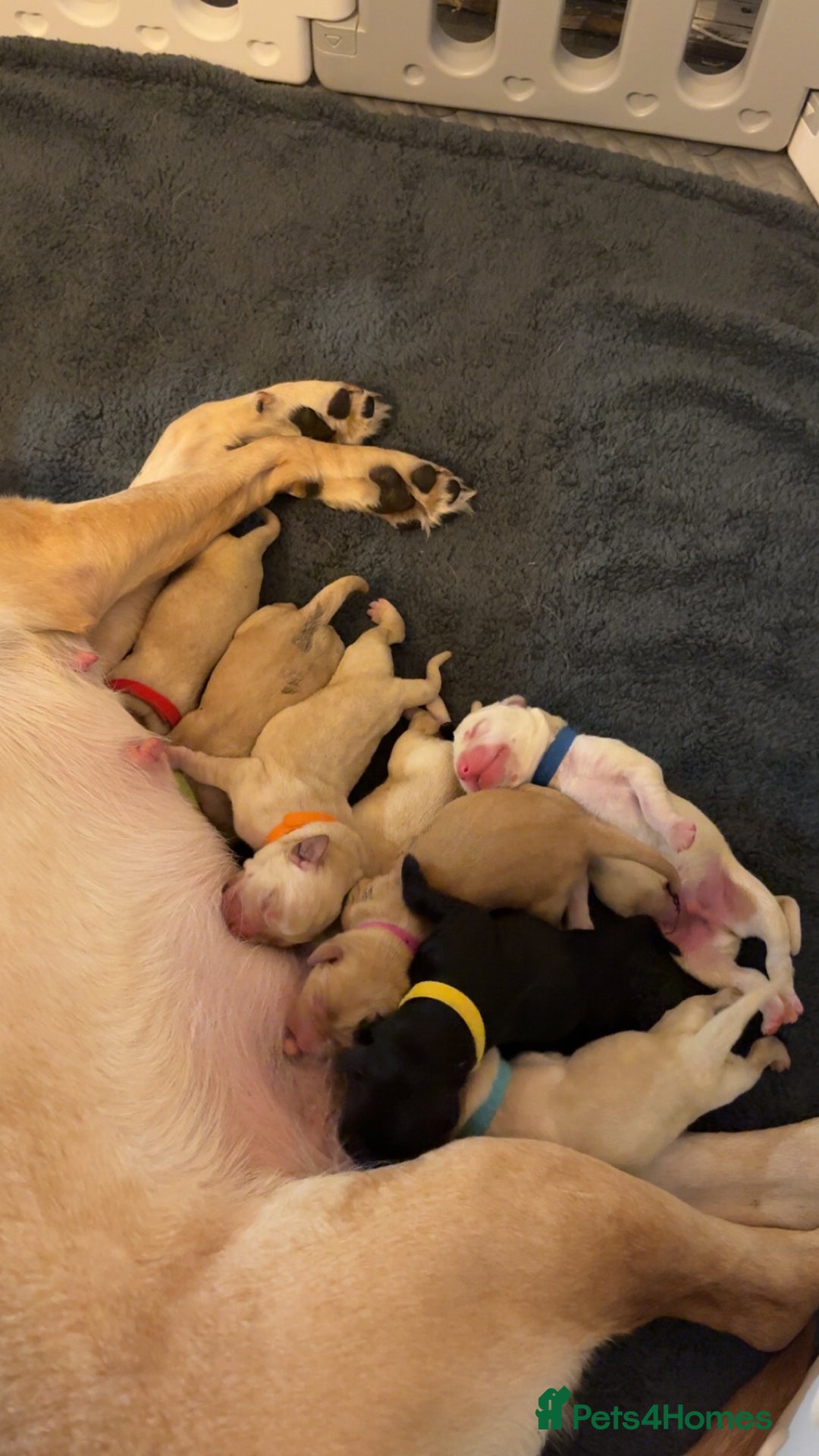 Labrador Retriever dogs for sale: Labrador Retriever Puppies for Sale 🐾 - Advert 20