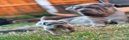 Neapolitan Mastiff dogs for sale: 🐾Neapolitan Mastiff Puppies- Ready Now!🐾 in Rayleigh - Advert 2