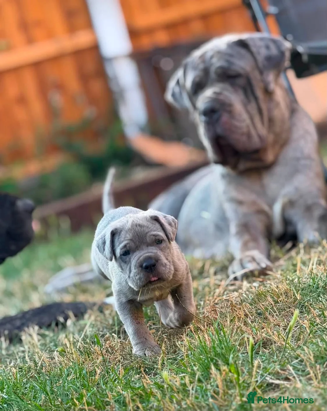 Neapolitan Mastiff dogs for sale: 🐾Neapolitan Mastiff Puppies- Ready Now!🐾 in Rayleigh - Advert 2