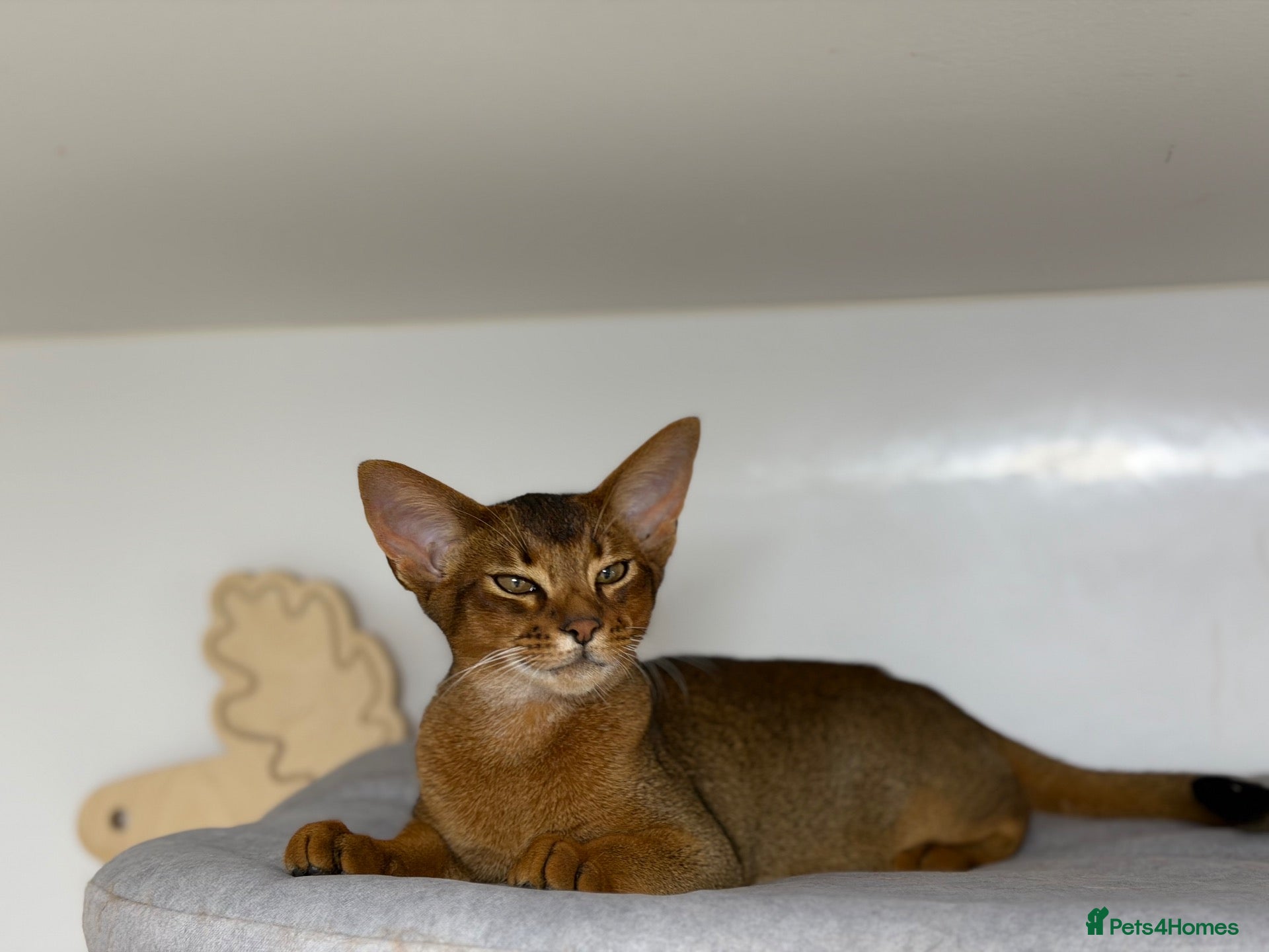 Abyssinian cats Last amazing kitten 😻 - Advert 1
