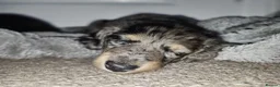 Miniature Dachshund dogs for sale: Beautiful Miniatures  in Manchester - Advert 11
