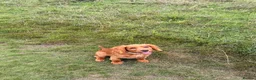 Cocker Spaniel dogs for sale: KC REGISTERED WORKING COCKER PUPPY  - Advert 7