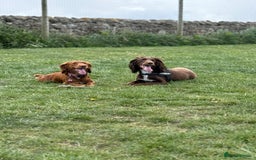 Cocker Spaniel dogs for sale: Working cocker spaniels - Image 11
