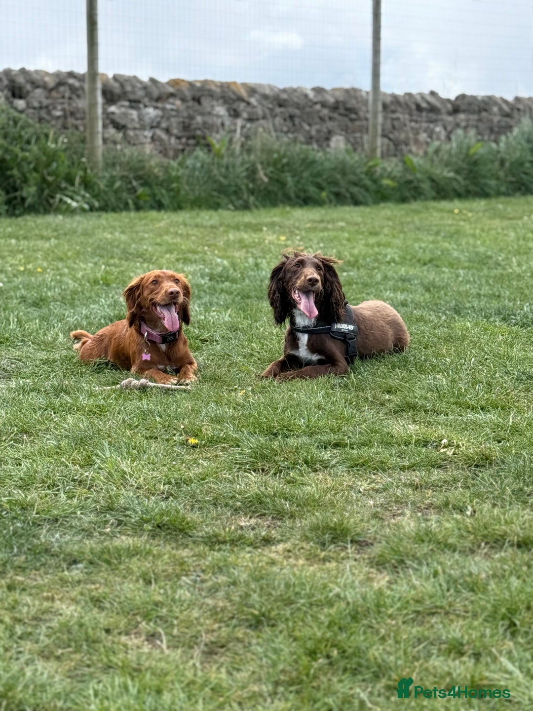 Cocker Spaniel dogs for sale: Working cocker spaniels - Image 11
