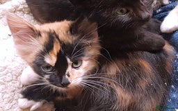 Mixed Breed cats for sale: Gorgeous adorable playful friendly kittens  - Image 2