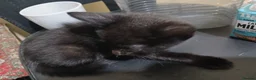 Mixed Breed cats for sale: mr teza in Wigan - Advert 10