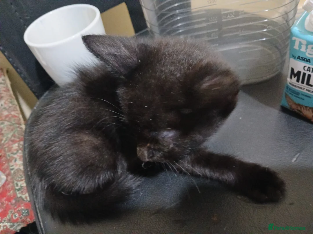 Mixed Breed cats for sale: mr teza in Wigan - Advert 10