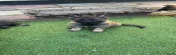 German Shepherd dogs for sale: 4 rare female German shepherd pups kc reg working  - Advert 9