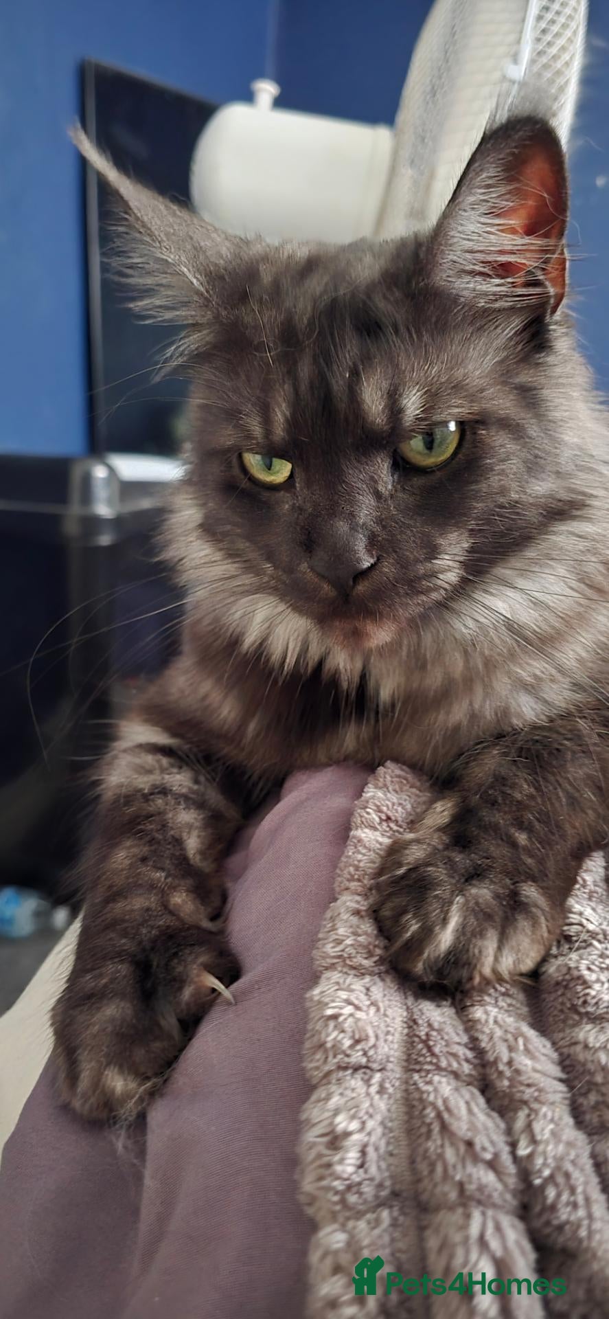 Mixed Breed cats MainecoonX  - Advert 3