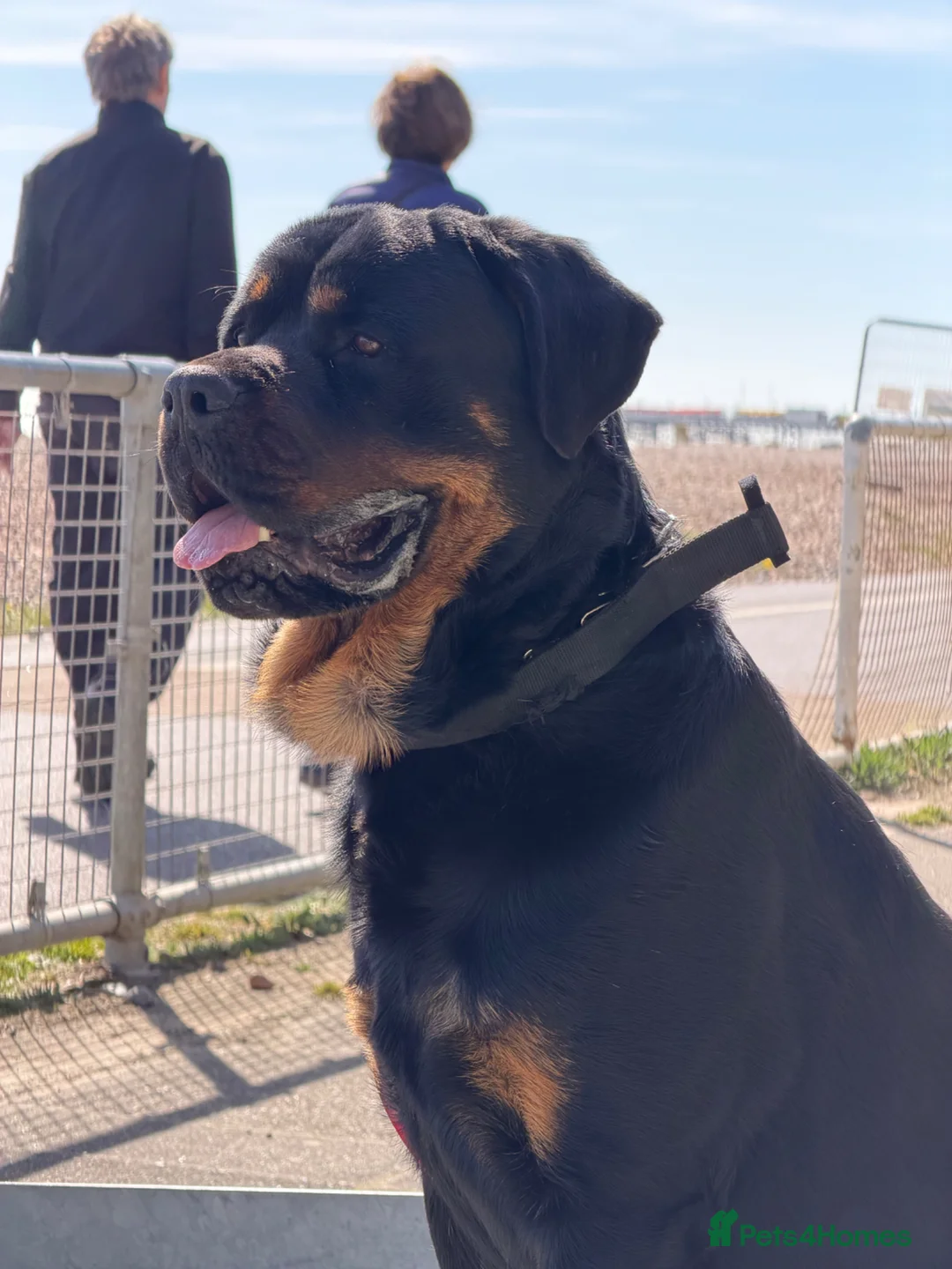 Rottweiler dogs for sale: 1yo Rottweiler  in Worthing - Advert 1